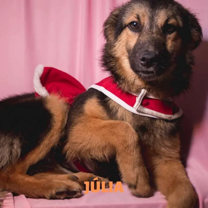 Cachorro ra a Srd idade 2 a 6 meses nome JÚLIA-PORTE P