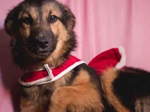 Cachorro raça Srd idade 2 a 6 meses nome JÚLIA-PORTE P
