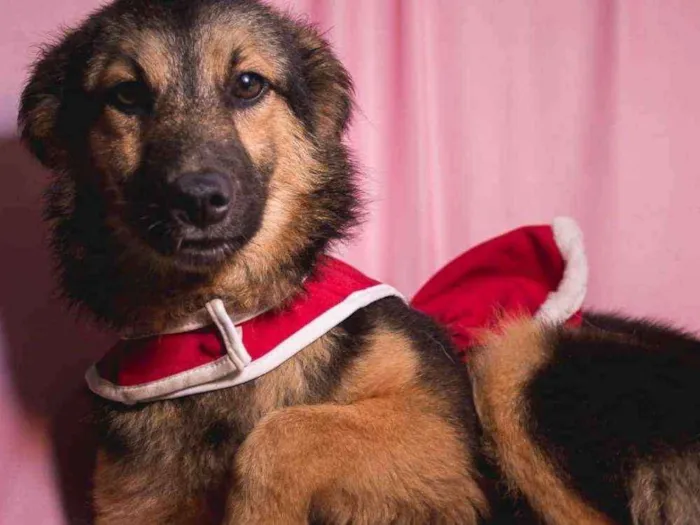 Cachorro ra a Srd idade 2 a 6 meses nome JÚLIA-PORTE P