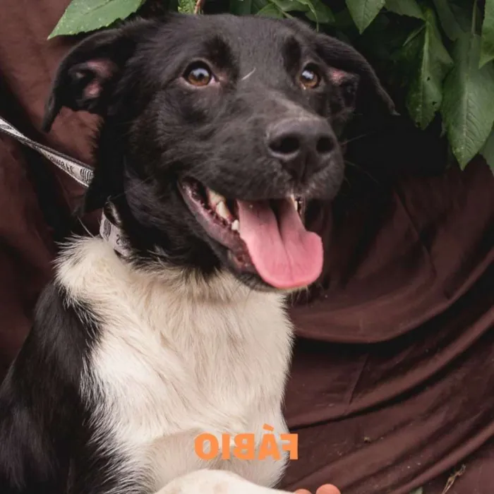 Cachorro raça Srd idade 7 a 11 meses nome FÁBIO 
