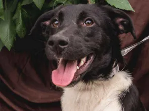 Cachorro raça Srd idade 7 a 11 meses nome FÁBIO 