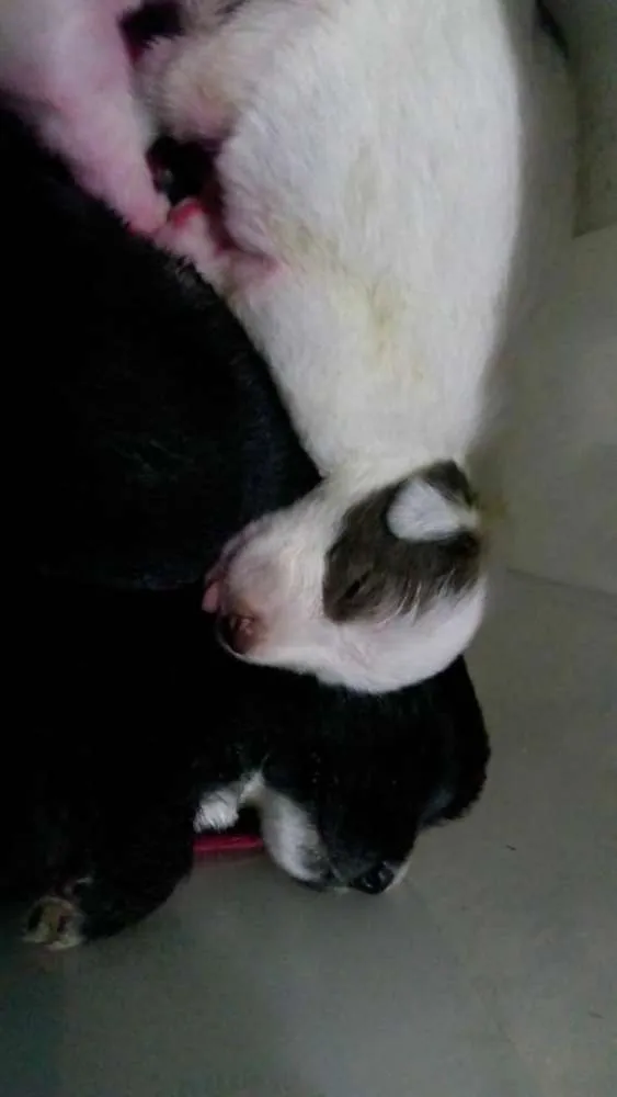 Cachorro raça SRD idade Abaixo de 2 meses nome Sem nome :)