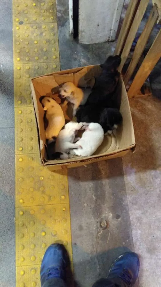 Cachorro raça SRD idade Abaixo de 2 meses nome Sem nome :)