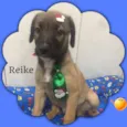 Cachorro raça SRD idade 2 a 6 meses nome REIKE