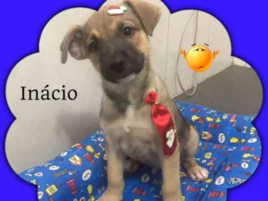 Cachorro raça srd idade 2 a 6 meses nome Inácio 