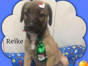 Cachorro raça SRD idade 2 a 6 meses nome REIKE