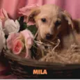 MILA