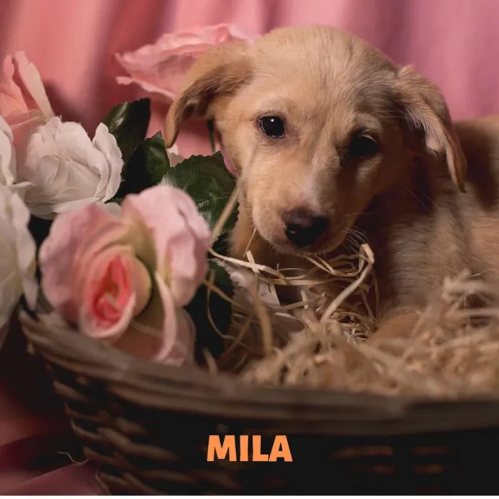 Cachorro ra a Srd idade 2 a 6 meses nome MILA