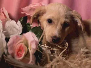 Cachorro raça Srd idade 2 a 6 meses nome MILA