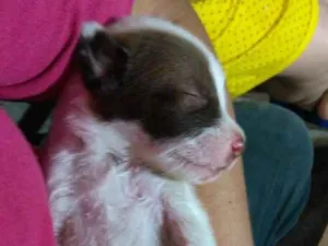Cachorro raça SRD idade Abaixo de 2 meses nome Sem nome :)