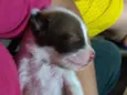 Cachorro raça SRD idade Abaixo de 2 meses nome Sem nome :)