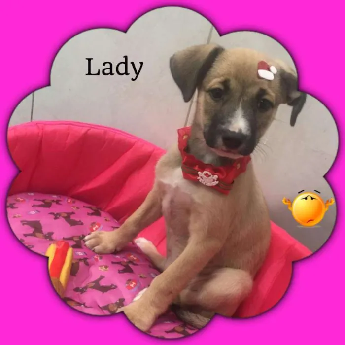Cachorro raça SRD idade 2 a 6 meses nome LADY