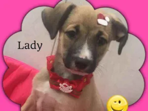 Cachorro raça SRD idade 2 a 6 meses nome LADY