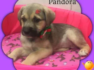 Cachorro raça SRD idade 2 a 6 meses nome PANDORA