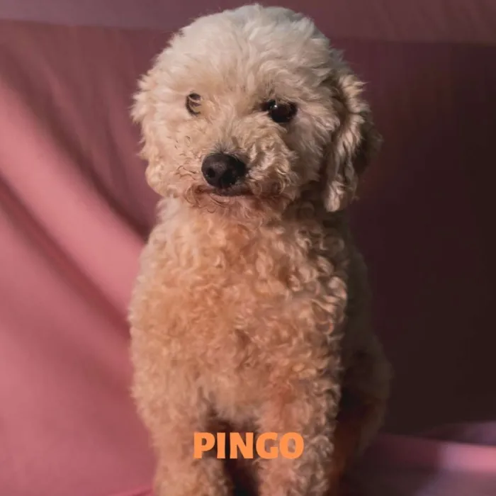Cachorro ra a Srd idade 5 anos nome PINGO-POODLE
