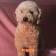 PINGO-POODLE