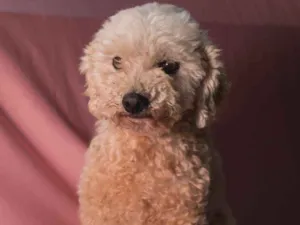 Cachorro raça Srd idade 5 anos nome PINGO-POODLE