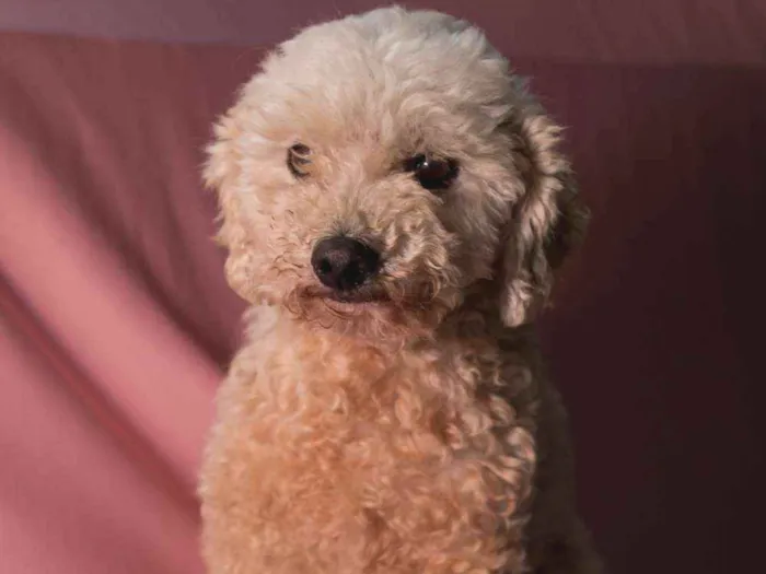 Cachorro ra a Srd idade 5 anos nome PINGO-POODLE
