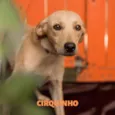 CIRQUINHO