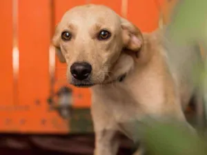 Cachorro raça Srd idade 1 ano nome CIRQUINHO