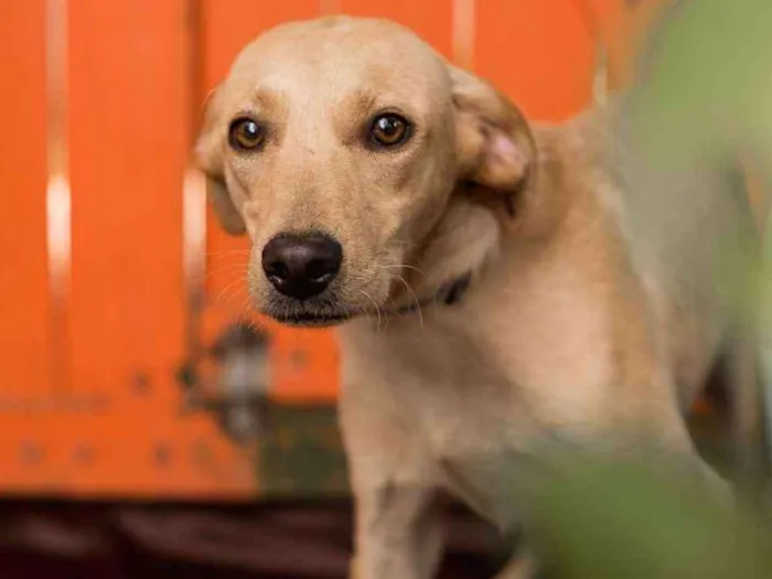 Cachorro ra a Srd idade 1 ano nome CIRQUINHO