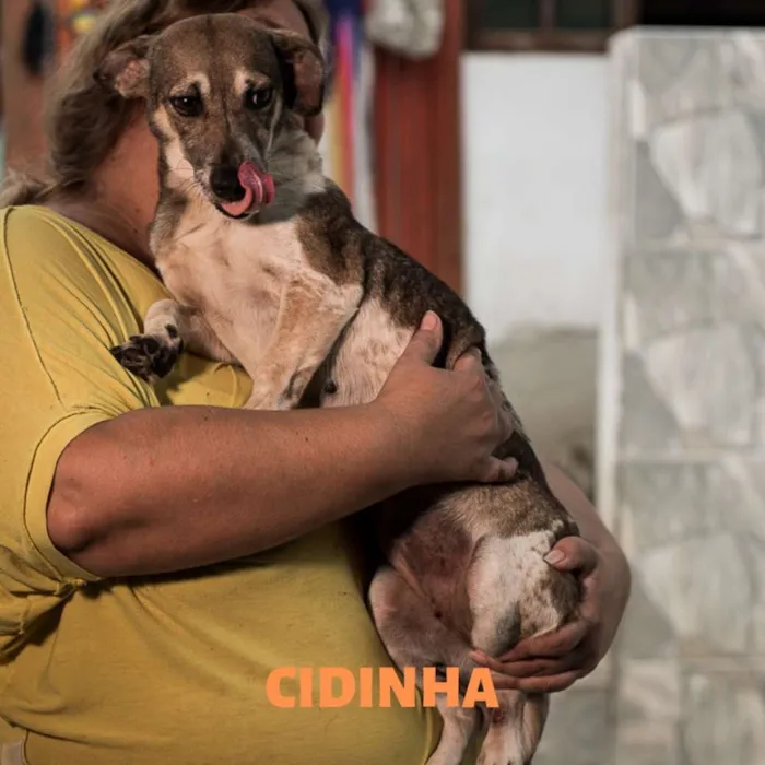Cachorro ra a Srd idade 1 ano nome CIDINHA-PORTE P