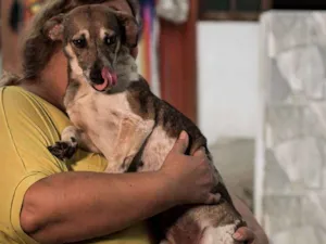 Cachorro raça Srd idade 1 ano nome CIDINHA-PORTE P