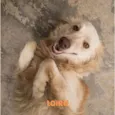 LOIRO