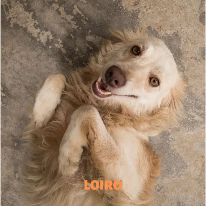 Cachorro ra a Srd idade 2 anos nome LOIRO