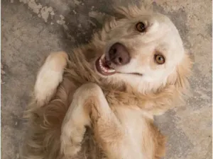 Cachorro raça Srd idade 2 anos nome LOIRO