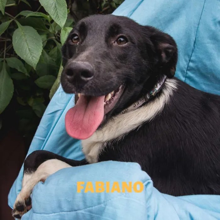 Cachorro raça Srd idade 7 a 11 meses nome FABIANO