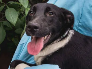 Cachorro raça Srd idade 7 a 11 meses nome FABIANO