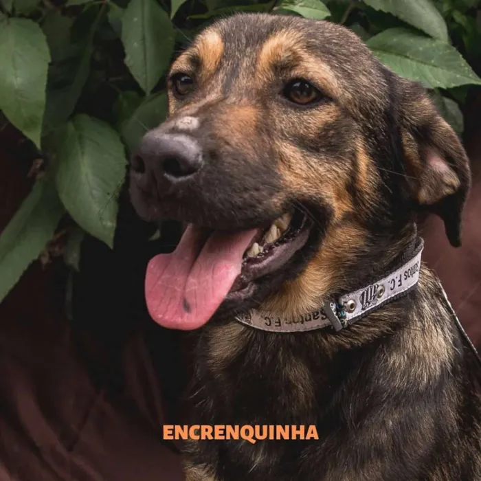 Cachorro ra a Srd idade 7 a 11 meses nome ENCRENQUINHA