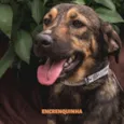ENCRENQUINHA
