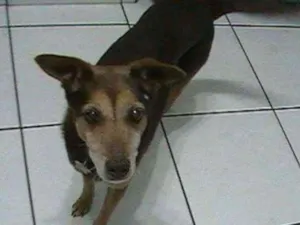 Cachorro raça SRD idade 6 ou mais anos nome Babi