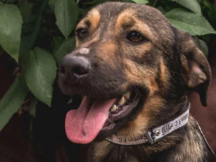 Cachorro ra a Srd idade 7 a 11 meses nome ENCRENQUINHA