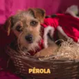 PÉROLA-PORTE P