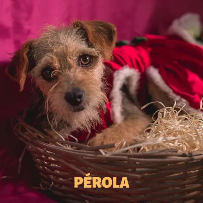 Cachorro ra a Srd idade 7 a 11 meses nome PÉROLA-PORTE P