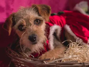Cachorro raça Srd idade 7 a 11 meses nome PÉROLA-PORTE P