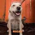 MAGALI