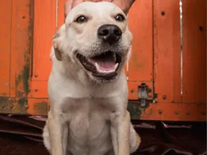 Cachorro raça Srd idade 1 ano nome MAGALI
