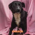 AMANDA-PORTE P