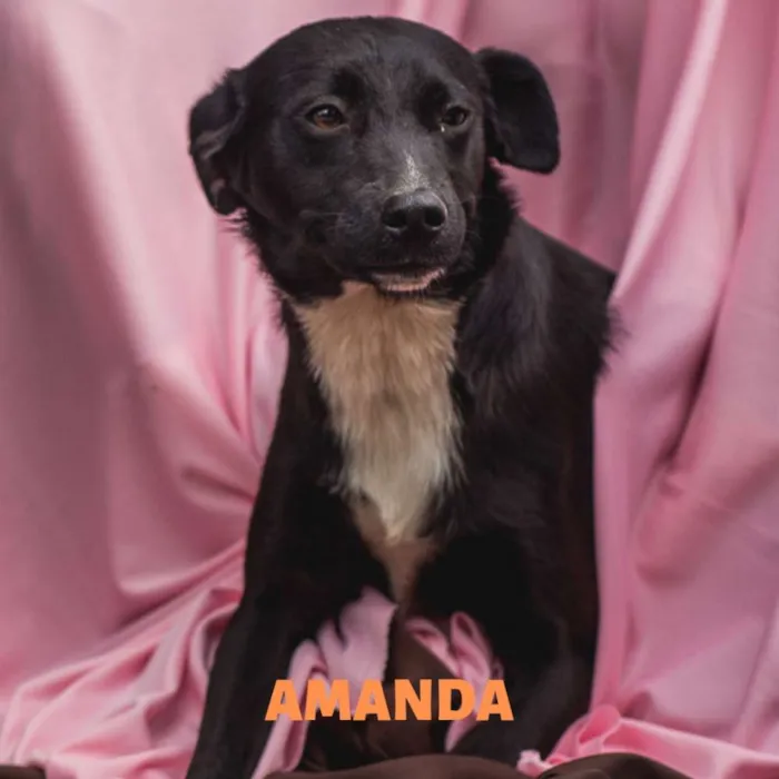Cachorro ra a Srd idade 7 a 11 meses nome AMANDA-PORTE P