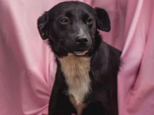 Cachorro raça Srd idade 7 a 11 meses nome AMANDA-PORTE P