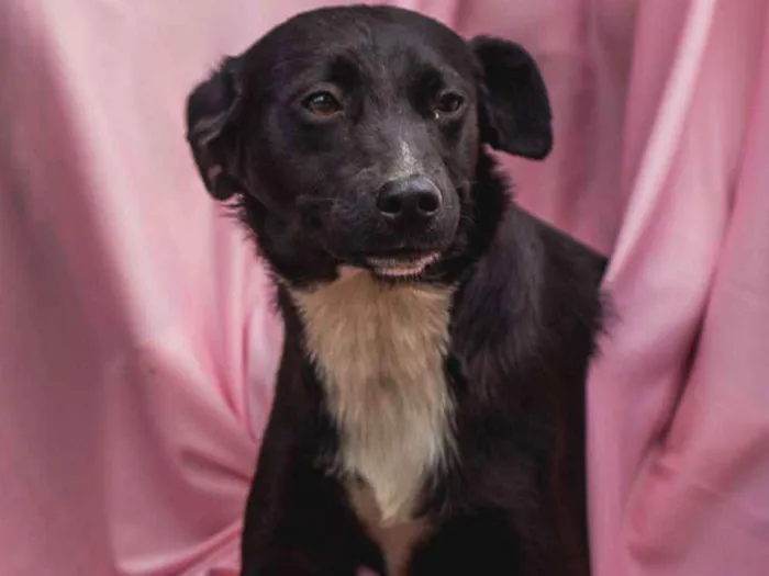 Cachorro ra a Srd idade 7 a 11 meses nome AMANDA-PORTE P
