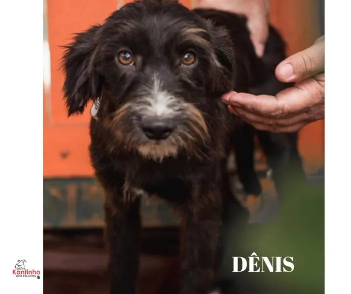 Cachorro ra a  idade 1 ano nome Dênis Pequeno