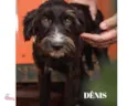 Dênis Pequeno