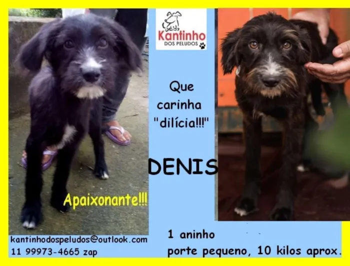 Cachorro ra a  idade 1 ano nome Dênis Pequeno