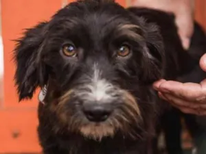 Cachorro raça  idade 1 ano nome Dênis Pequeno