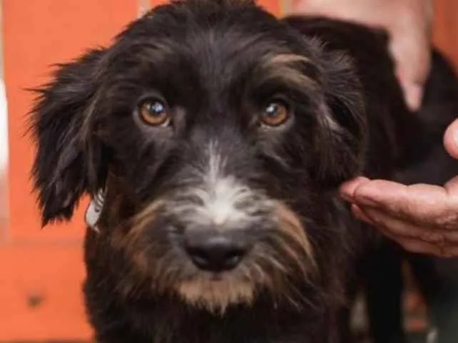 Cachorro ra a  idade 1 ano nome Dênis Pequeno